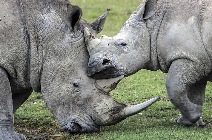 Животные Африки. Носороги. Фотографии Игоря Червоненко